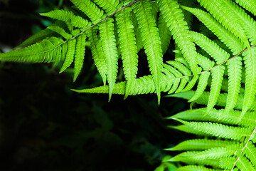 Natural Zen Background With Leaves And Pebbles For Your Design
