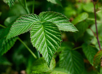 Relief leaves of raspberry. Shallow depth of field. Close up photo of green leaf texture. raspberry bush in garden.