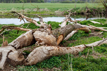 Fototapeta premium Baumschäden durch Biber am Flussufer, Waldnaab