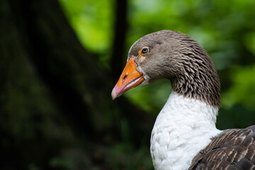 portrait of a duck