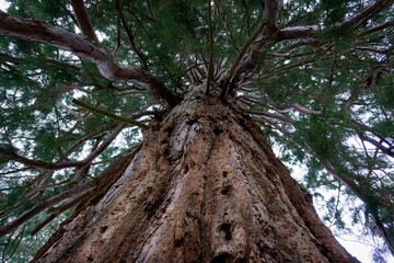 Séquoia, Semur-en-Auxois, Bourgogne