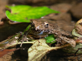 水辺から顔を出す蛙
