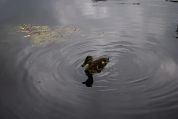 duck in the pond