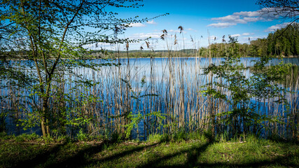 Les roseaux sur le lac de Marcenay