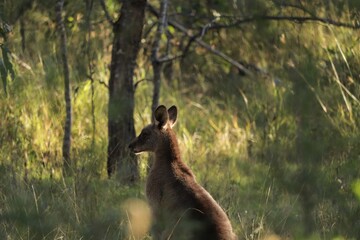 The eastern grey kangaroo (Macropus giganteus) is a marsupial found in the eastern third of Australia