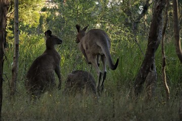 The eastern grey kangaroo (Macropus giganteus) is a marsupial found in the eastern third of Australia © Jason
