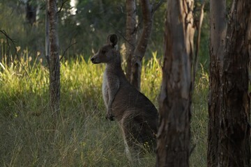 The eastern grey kangaroo (Macropus giganteus) is a marsupial found in the eastern third of Australia - obrazy, fototapety, plakaty