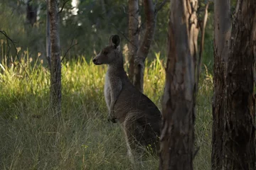 Fotobehang The eastern grey kangaroo (Macropus giganteus) is a marsupial found in the eastern third of Australia © Jason