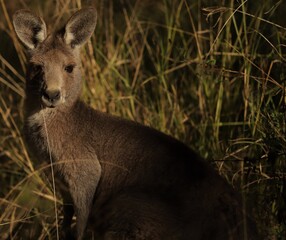 The eastern grey kangaroo (Macropus giganteus) is a marsupial found in the eastern third of Australia © Jason
