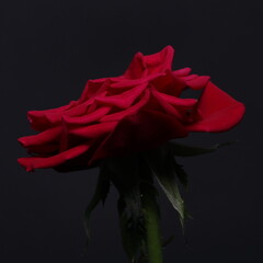 Czerwona róża na czarnym tle