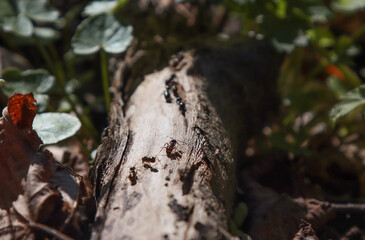 Forest ants crawl along the branch.