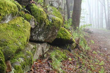 Leśna ścieżka Karpacz skały © Piotr