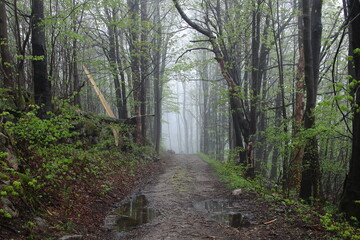 Leśna ścieżka Karpacz