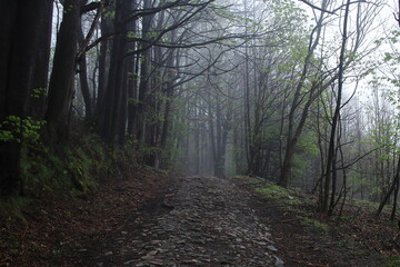 Leśna ścieżka Karpacz