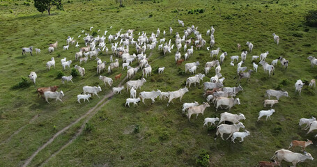Aerial view of herd nelore cattel on green pasture in Brazil.
