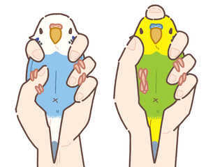 セキセイインコ 2点・3点保定法のイラスト