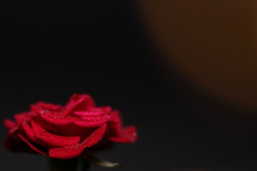 Czerwona róża na czarnym tle krople