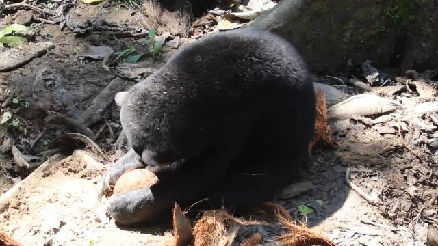 Sun bear Helarctos malayanus in Bornean Sun Bear Conservation Centre