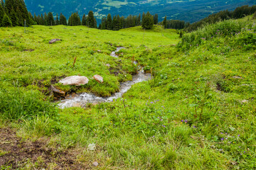 Grindelwald, Bussalp, Wanderweg, Bort, First, Alpen, Bergwiesen, Bergbach, Wald, Waldweg, Berner Oberland, Sommer, Schweiz