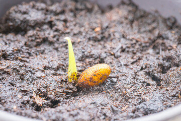 Young seedlings speckled Monstera seeds