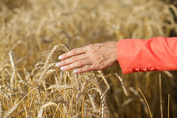 hand with wheat. Life. Lifestyle. 