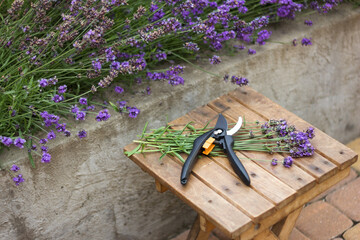 lavender seasonal pruning, bunch of cut lavender and pruning shears against a backdrop of flowering...