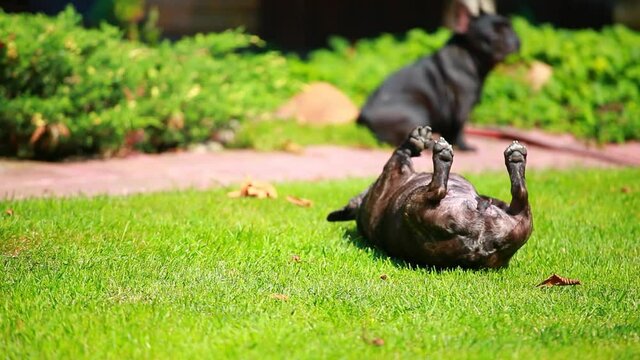 footage of dog grass background