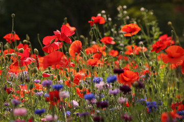Fototapeta premium Close up of beautiful poppies and other wild flowers. Buds and flowers of spring. Natural green vegetation in the background.