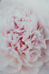 Peony