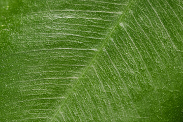 green leaf. texture. macro. closeup