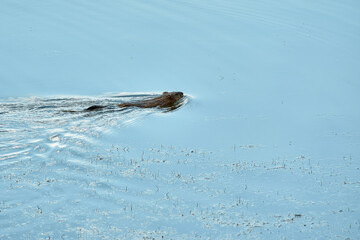 beaver floating on the river