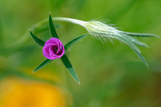 Blossom and bud of a common corn-cockel - Bl&uuml;te und Knospe einer Kornrade