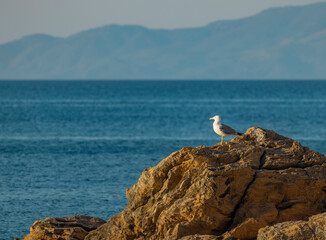 Fototapeta na wymiar Seagull on a rock checking the sea