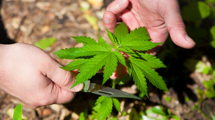 Naklejka na ściany i meble Cannabis. bush marijuana on. bush cannabis on the palm. male hands are holding a hemp bush, hand with a knife, cuts a bush. culture, medicine and hemp products, ecology, green leaves. close-up