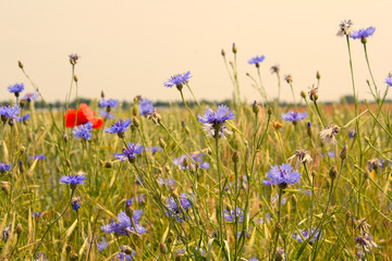romantische Kornblumen