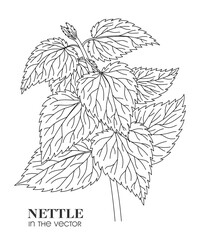 LINEAR DRAWING OF NETTLES ON A WHITE BACKGROUND IN A VECTOR