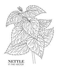 Fototapeta premium LINEAR DRAWING OF NETTLES ON A WHITE BACKGROUND IN A VECTOR