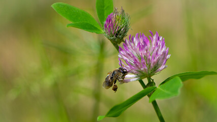 bee at work on clover flower collecting pollen. bright delicate pink clover flower, honey bee. macro nature, wild wildflower, useful insect, spring or summer sunny day, close-up. natural background