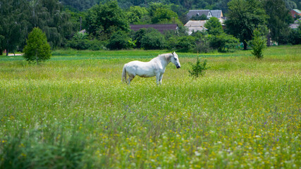 beautiful white horse on green grass in the field. Arabian horse, white horse stands in an...