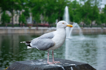 Fototapeta premium Seagull sitting near Hofvijver lake with fountain. The Haugue, the Netherlands