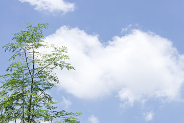 green leaves with blue sky background