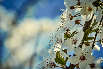 White flowers of cherry swaying on the smooth waves of the wind