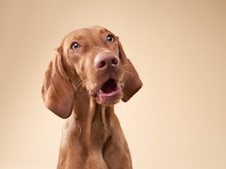 funny dog portrait. Hungarian vizsla on a beige background