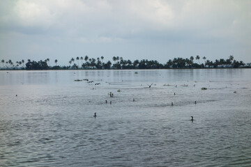 Backwaters network of brackish lagoons in Kerala