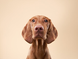 funny dog portrait. Hungarian vizsla on a beige background