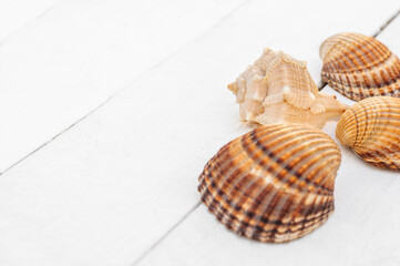 Seashells on white wooden boards. summer concept