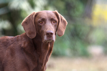 brown dog as best pet friend