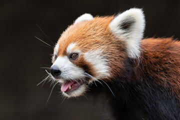 ベロ出しレッサーパンダ