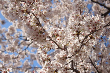 cherry blossom in spring