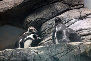 a group of Humboldt penguins sitting on the rock
